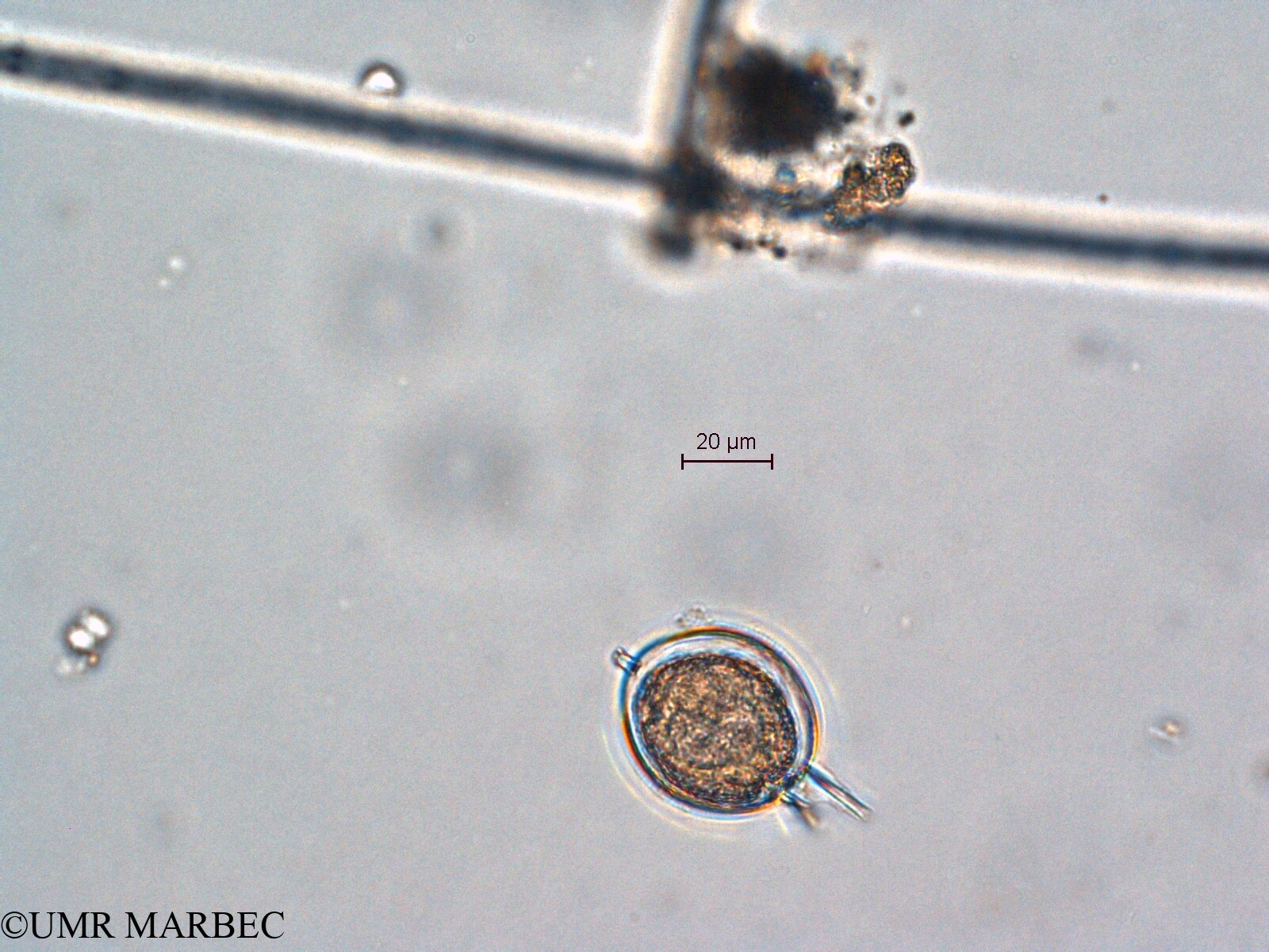 phyto/Scattered_Islands/all/COMMA April 2011/Protoperidinium sp29 (ancien Protoperidinium sp20 cf angusticollis recomposé)(copy).jpg